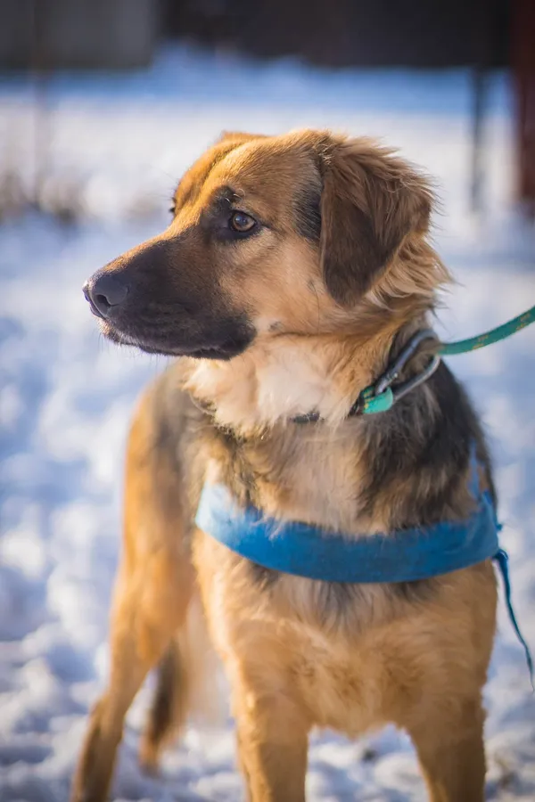 Pies do adopcji, Jelenia Góra, 21 listopada 2023 (3/4)