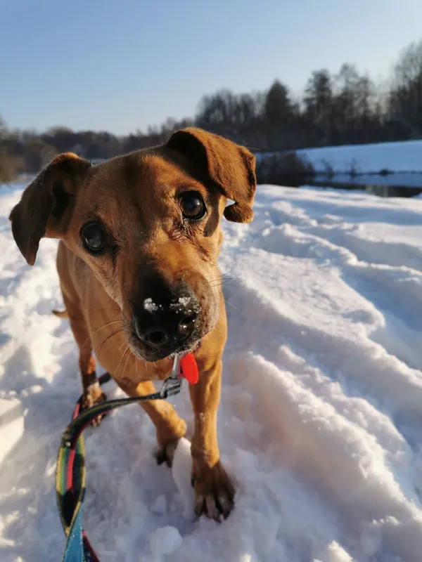 Pies do adopcji, Częstochowa, 7 września 2023 (2/5)