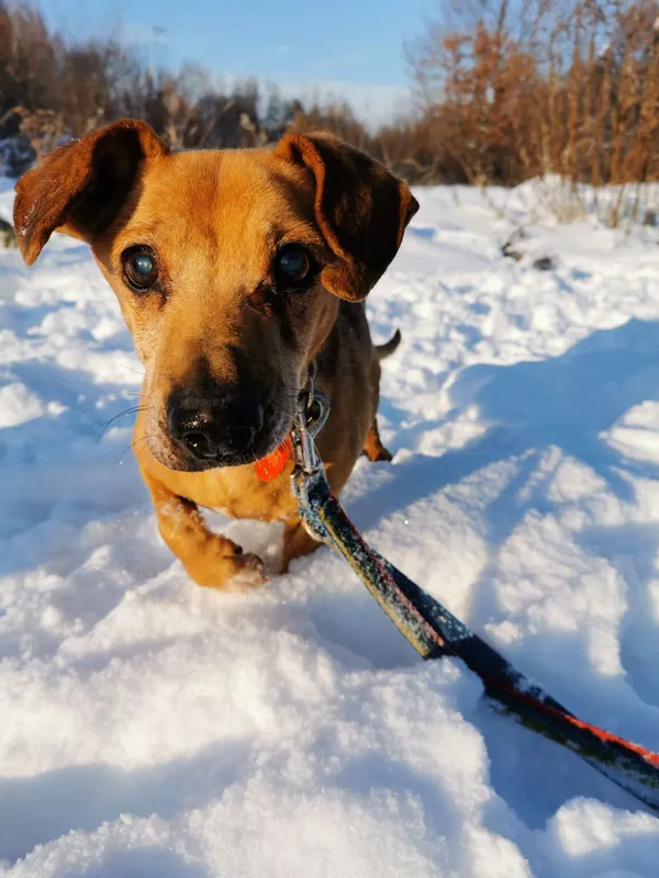 Pies do adopcji, Częstochowa, 7 września 2023 (3/5)