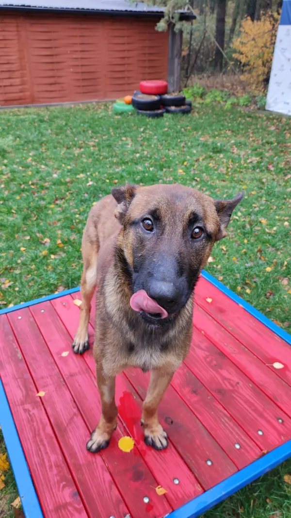 Pies do adopcji, Czartki, 4 grudnia 2023 (1/5)