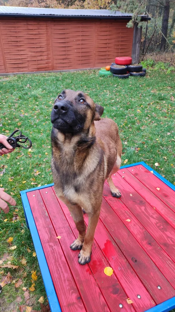 Pies do adopcji, Czartki, 4 grudnia 2023 (2/5)