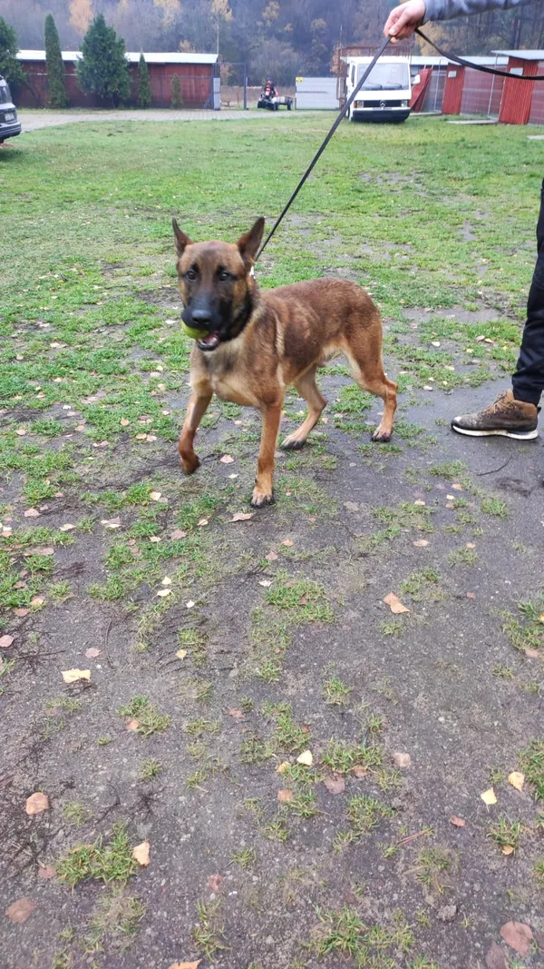 Pies do adopcji, Czartki, 4 grudnia 2023 (5/5)