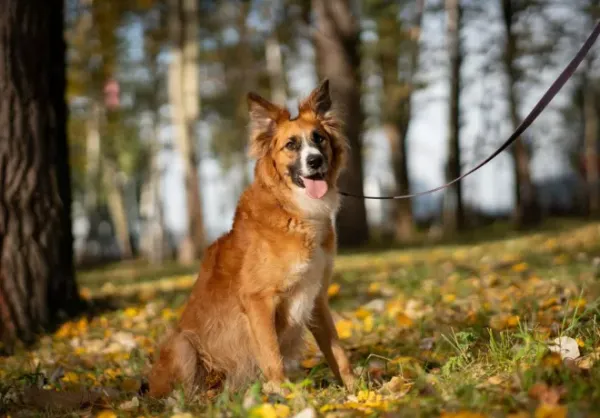 Pies do adopcji, Warszawa, 14 października 2023 (1/5)