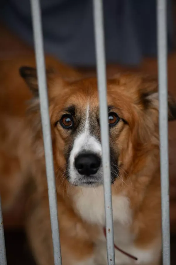 Pies do adopcji, Warszawa, 14 października 2023 (2/5)