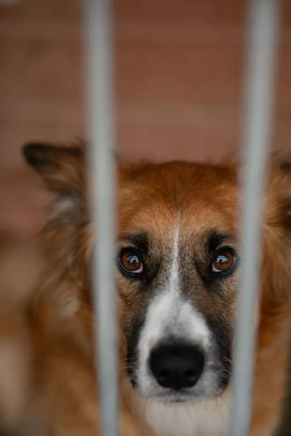 Pies do adopcji, Warszawa, 14 października 2023 (3/5)