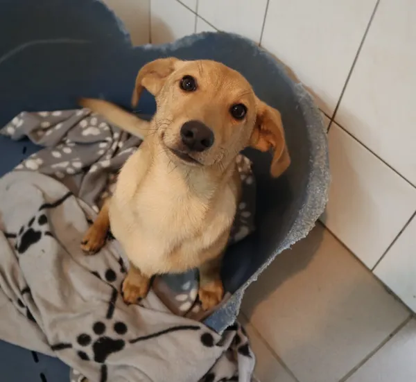 Pies do adopcji, Częstochowa, 1 września 2023 (1/2)