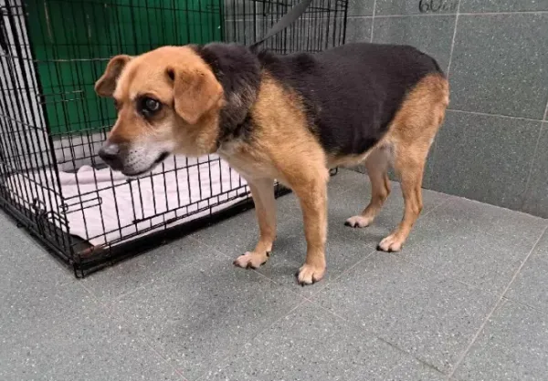 Znaleziono psa, Warszawa, 6 grudnia 2023