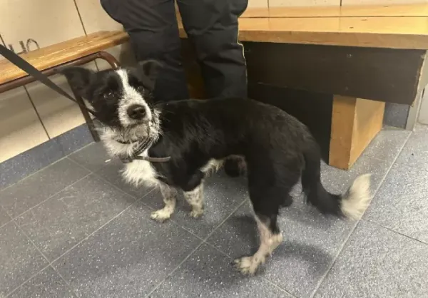 Znaleziono psa, Warszawa, 6 grudnia 2023