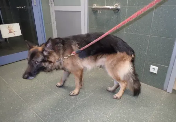 Znaleziono psa, Warszawa, 6 grudnia 2023