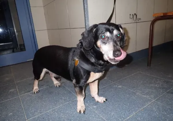 Znaleziono psa, Warszawa, 6 grudnia 2023