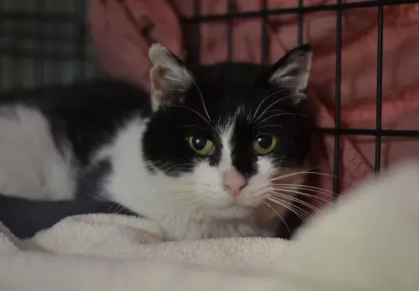 Znaleziono kota, Warszawa, 7 grudnia 2023 (1/5)