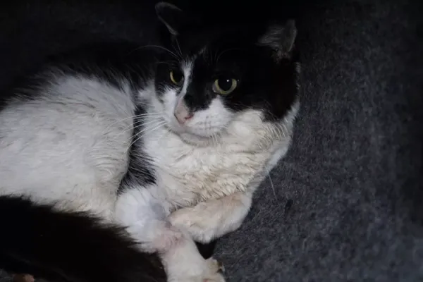 Znaleziono kota, Warszawa, 7 grudnia 2023 (2/5)