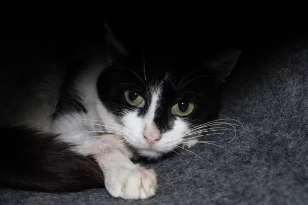 Znaleziono kota, Warszawa, 7 grudnia 2023 (3/5)