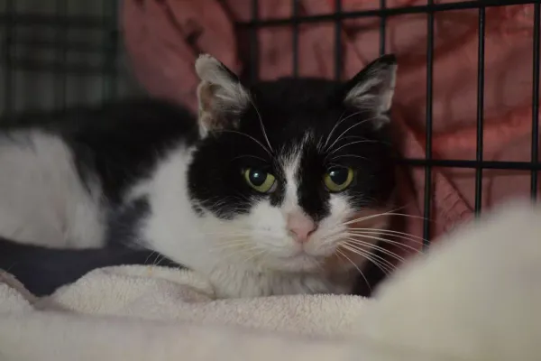 Znaleziono kota, Warszawa, 7 grudnia 2023 (4/5)