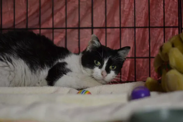 Znaleziono kota, Warszawa, 7 grudnia 2023 (5/5)