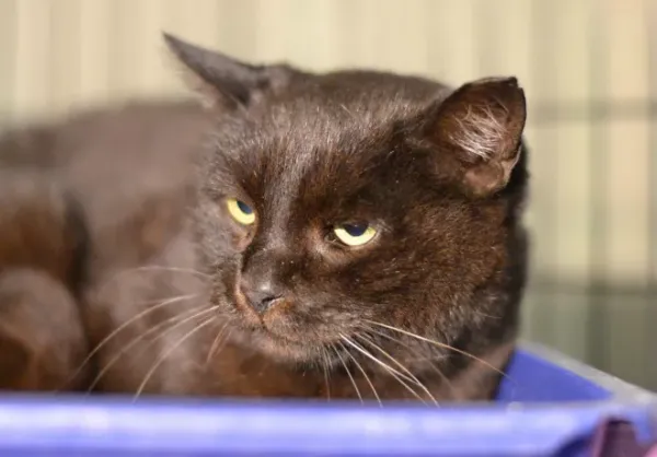 Znaleziono kota, Warszawa, 7 grudnia 2023 (1/2)