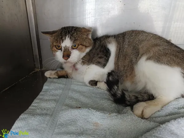 Kot do adopcji, Racławice, 8 października 2023 (1/5)