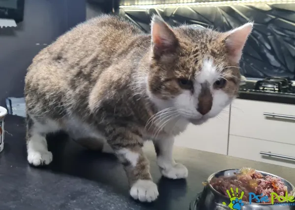 Kot do adopcji, Racławice, 8 października 2023 (5/5)