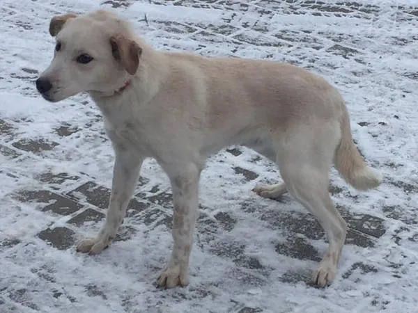 Znaleziono psa, Tatary, 6 grudnia 2023 (1/2)