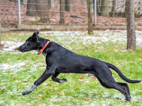 Pies do adopcji, Sopot, 8 grudnia 2023 (1/5)