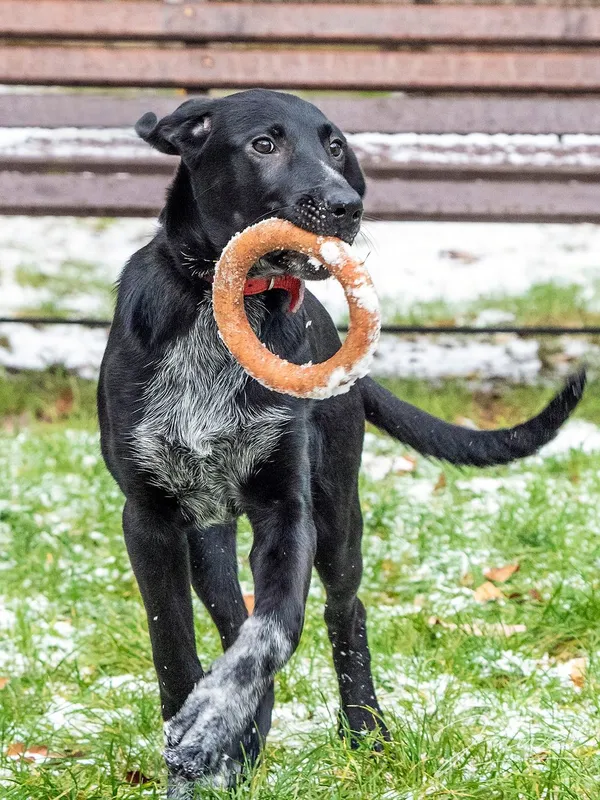 Pies do adopcji, Sopot, 8 grudnia 2023 (2/5)