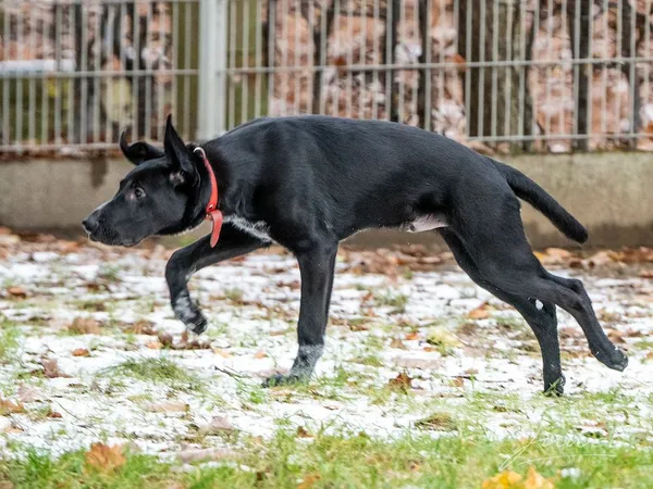 Pies do adopcji, Sopot, 8 grudnia 2023 (4/5)