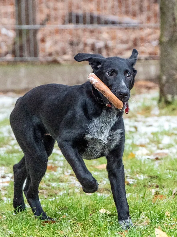 Pies do adopcji, Sopot, 8 grudnia 2023 (5/5)