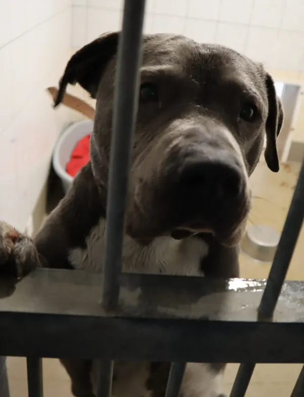 Pies do adopcji, Częstochowa, 22 października 2023 (3/3)