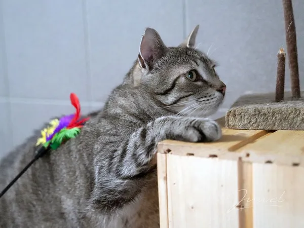 Kot do adopcji, Sopot, 8 grudnia 2023 (1/5)