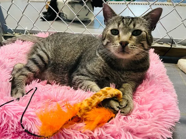 Kot do adopcji, Sopot, 8 grudnia 2023 (2/5)