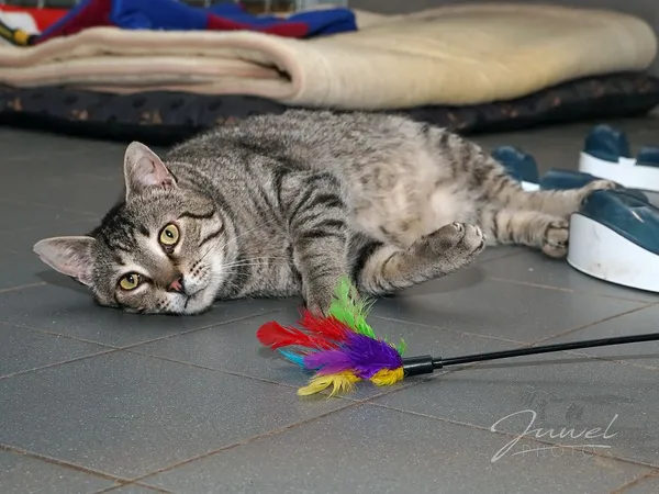 Kot do adopcji, Sopot, 8 grudnia 2023 (3/5)