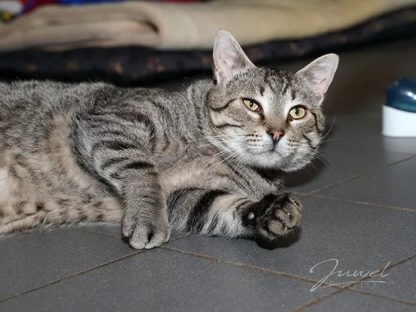 Kot do adopcji, Sopot, 8 grudnia 2023 (4/5)