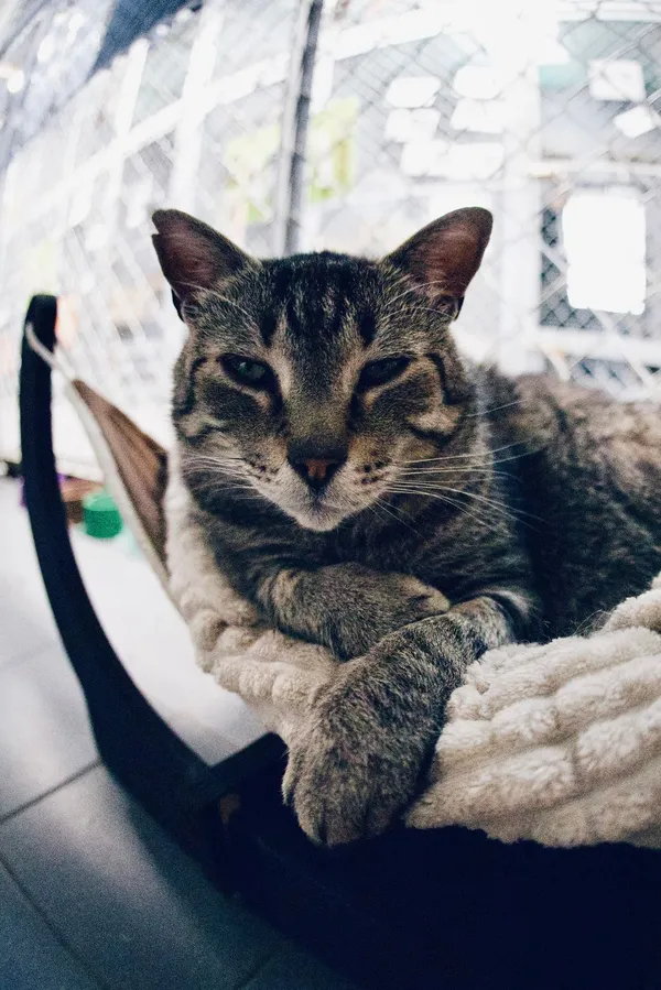 Kot do adopcji, Sopot, 8 grudnia 2023 (5/5)