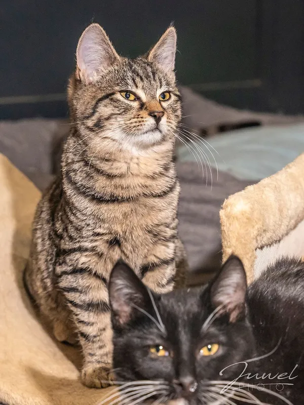 Kot do adopcji, Sopot, 8 grudnia 2023 (5/5)