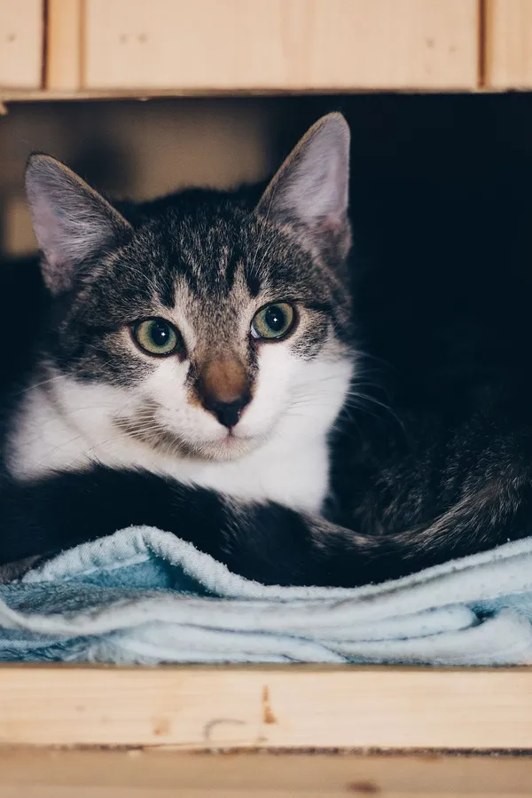 Kot do adopcji, Sopot, 8 grudnia 2023 (2/5)