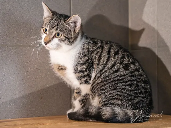 Kot do adopcji, Sopot, 8 grudnia 2023 (3/5)