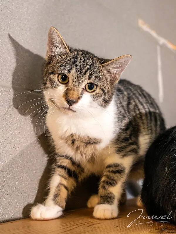 Kot do adopcji, Sopot, 8 grudnia 2023 (4/5)