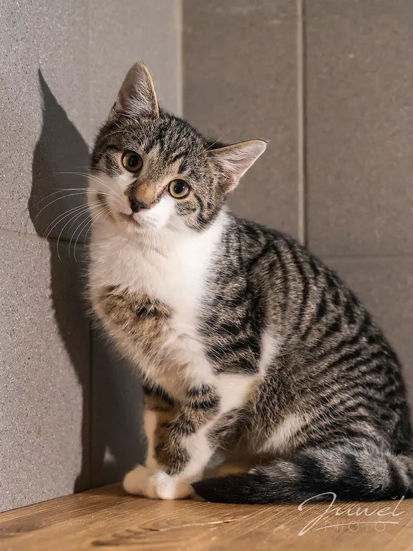 Kot do adopcji, Sopot, 8 grudnia 2023 (5/5)