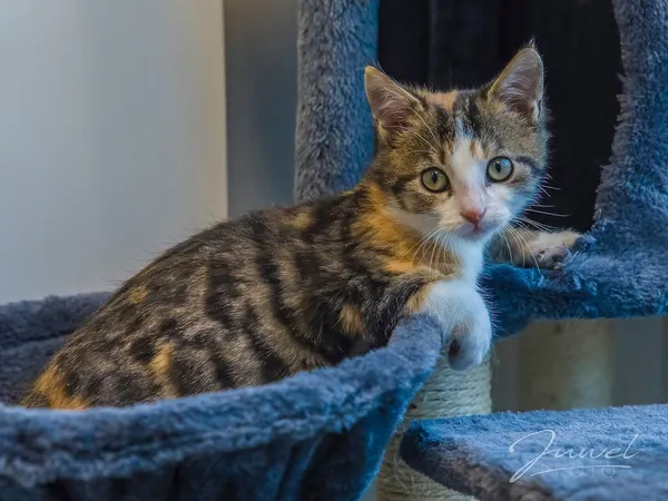 Kot do adopcji, Sopot, 8 grudnia 2023 (1/5)