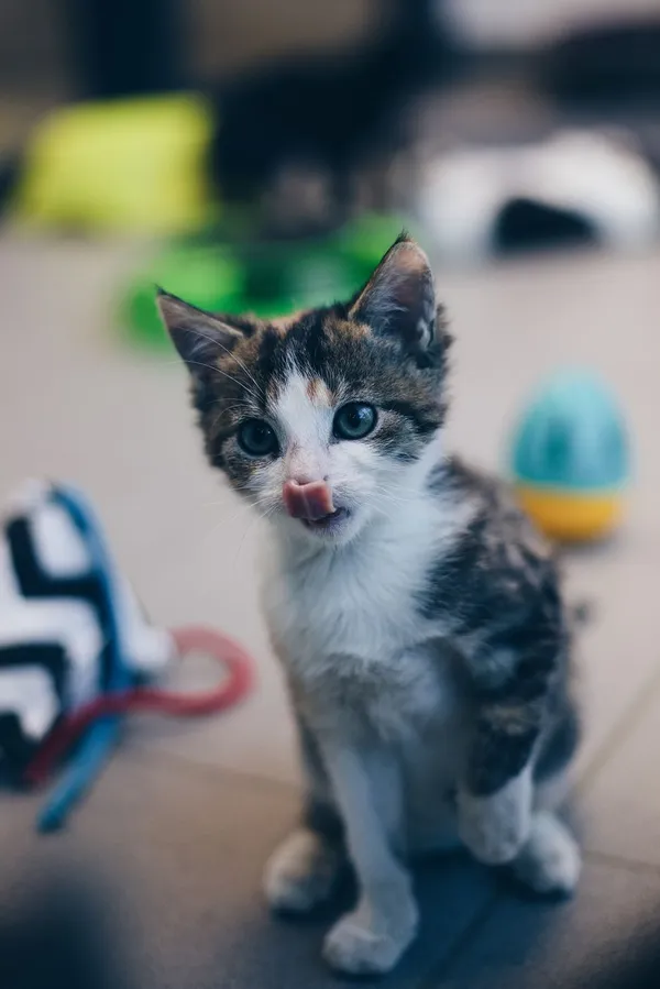 Kot do adopcji, Sopot, 8 grudnia 2023 (2/5)