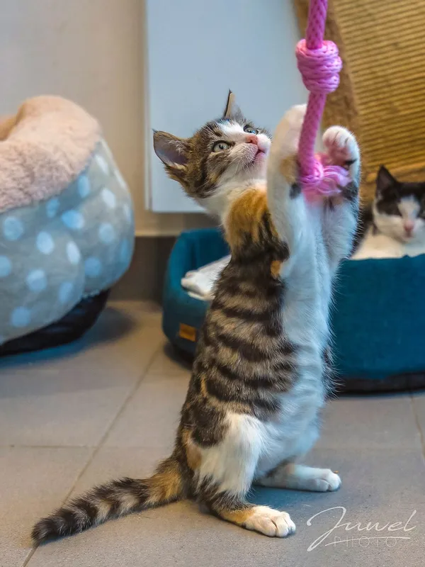 Kot do adopcji, Sopot, 8 grudnia 2023 (3/5)