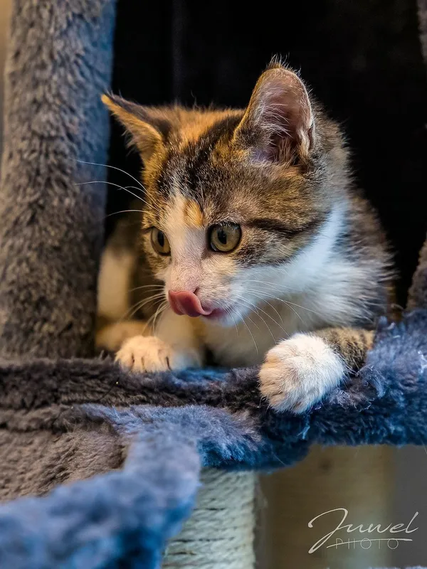 Kot do adopcji, Sopot, 8 grudnia 2023 (4/5)