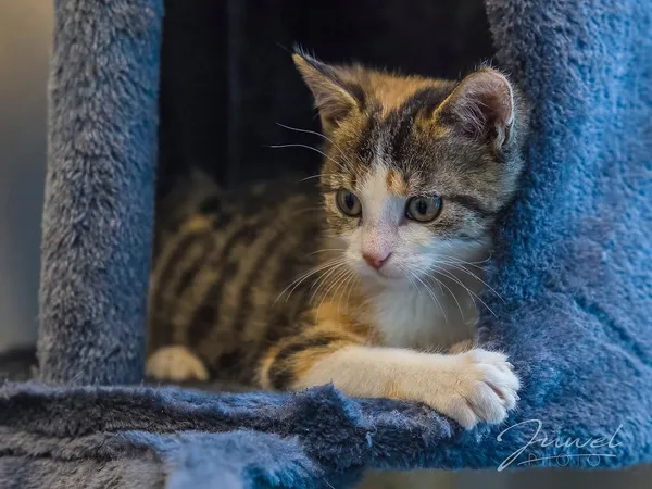 Kot do adopcji, Sopot, 8 grudnia 2023 (5/5)