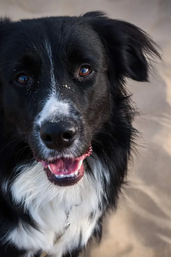 Zaginął pies, Gdańsk, Brzeźno, 10 grudnia 2023 (1/2)