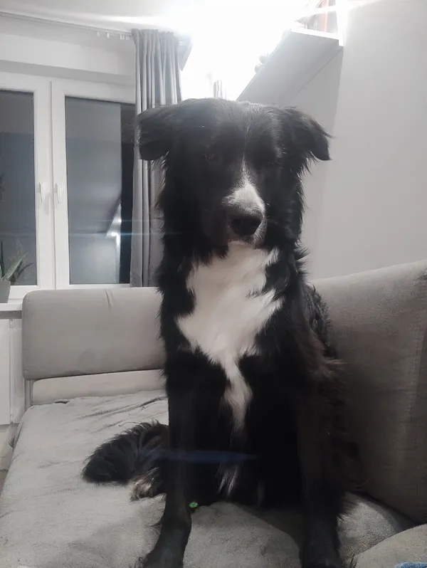 Zaginął pies, Gdańsk, Brzeźno, 10 grudnia 2023 (2/2)