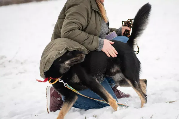 Pies do adopcji, Warszawa, 25 listopada 2023 (2/5)