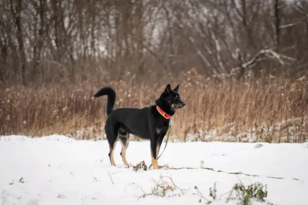 Pies do adopcji, Warszawa, 25 listopada 2023 (4/5)