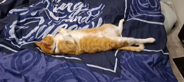 Zaginął kot, Jaksonowice, 10 grudnia 2023