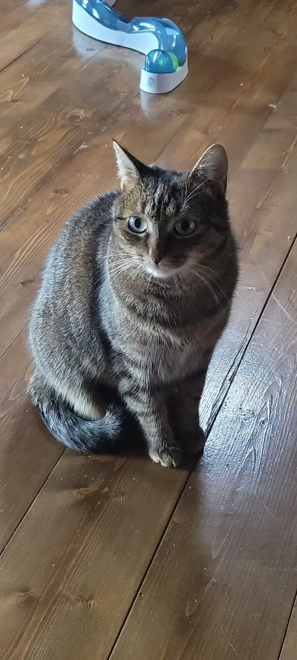 Zaginął kot, Łódź, 11 grudnia 2023