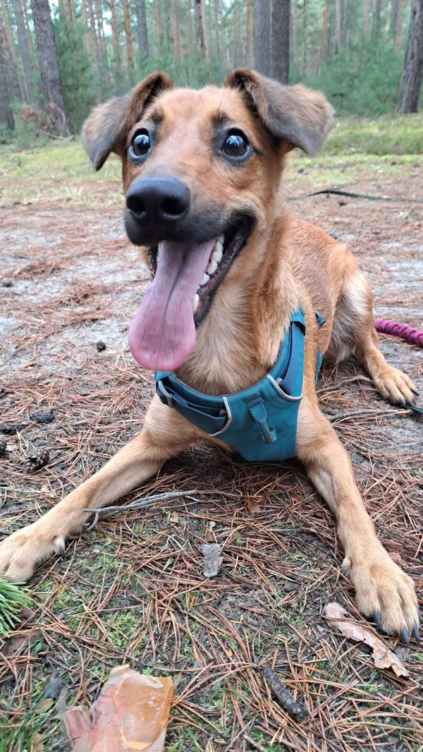 Pies do adopcji, Zielona Góra, 11 grudnia 2023 (3/5)